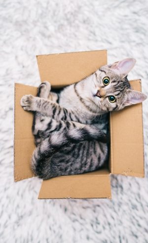 Young cat in a cardboard box